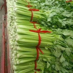 辛集镇房家庄子无公害蔬菜生产基地