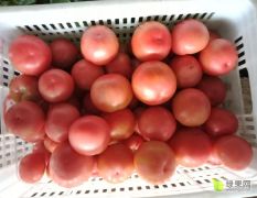 200余亩西红柿暖大棚基地直供，品质好，价格低