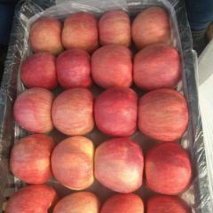 大量供应辽宁韩富苹果