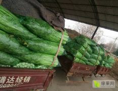 大量供应绿色无公害玻璃翠芹菜