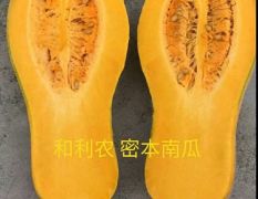 广东和利农种业股份有限公司、最新代密本南瓜种子厂价直销