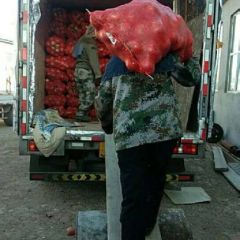 齐齐哈尔市洋葱出库中