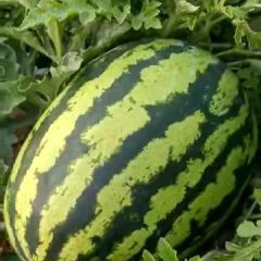 即将进入新的一年，祝福所有的绿果果友新年事事顺心