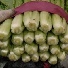 本地长年供应各种蔬菜