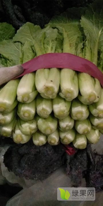 2019年河北永年小白菜价格