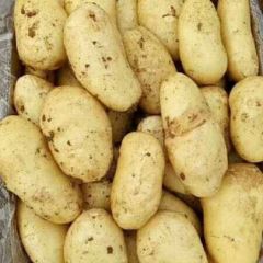 小棚土豆上市！亩产六千