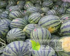 蒲城大棚西瓜即将成熟，让各地客客商用优惠的西瓜