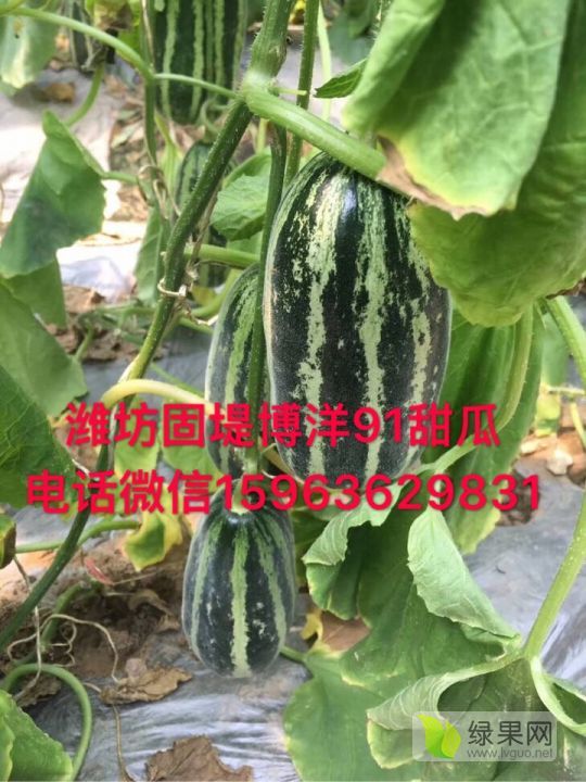 2019年山东寒亭博洋91价格