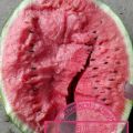 诚信代办山东昌乐西瓜