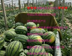 ??山東淄博高青??萬畝沙地甜王西瓜6-7斤起8-9成熟產(chǎn)地直銷