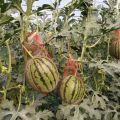 陕西蒲城大棚西瓜已经成熟西瓜批发价格西瓜种植基