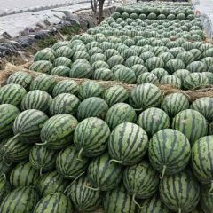 陆地地膜金牌甜王西瓜成熟上市