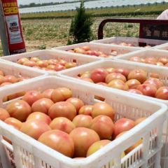 刚刚上市的果子欢迎各地客商前来选购！