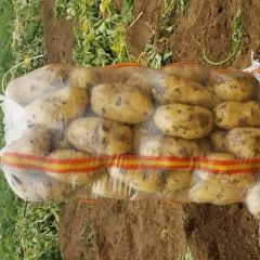 河北唐山荷兰系列808，大量出货