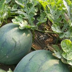 山东青州无籽西瓜大量供应