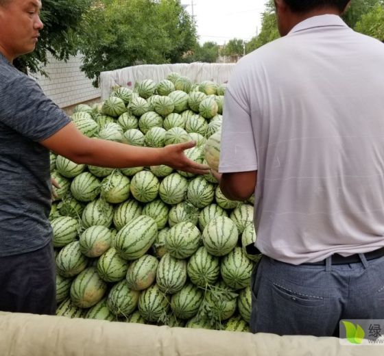 冠龙价格