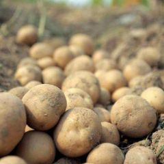 急售土豆荷兰十五