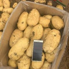 唐山荷兰土豆系列808，薯形漂亮，个头大，产地直销
