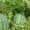 8424西瓜大量上市