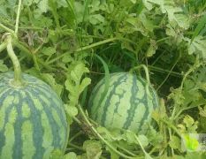 8424西瓜大量上市