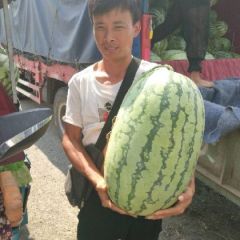 河南开封万亩西瓜基地，产地直销，诚信代收代发，质量保证