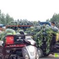大量供应黑金刚 个头大 随时到随装