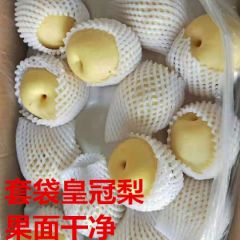 河北石家庄皇冠梨7月到9月大量上市绝无虚假消息
