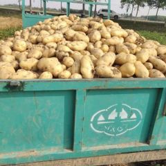 荷兰十五，黄心土豆。