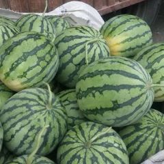 开封美都西瓜专业代收代发团队，