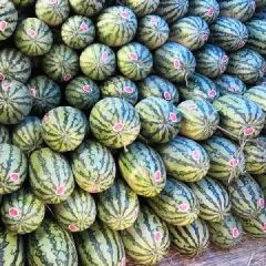 万亩基地！我处西农八号大量上市了！