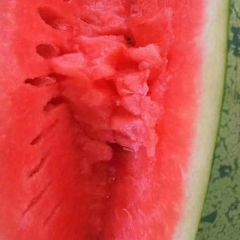 美丽硒砂瓜开园了