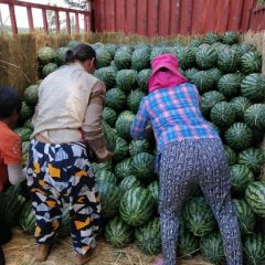 万亩龙卷风，花长瓜大量供应