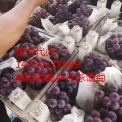乒乓球葡萄供应商大量供应多品种葡萄