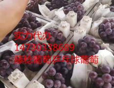 乒乓球葡萄供应商大量供应多品种葡萄