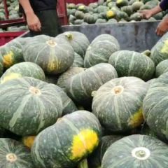 90吨贝贝南瓜待出售，