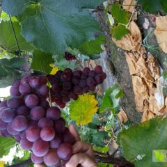 河北袁家庄巨峰葡萄8月底大量成熟上市了