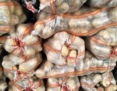 日销60000斤土豆，求量大货源