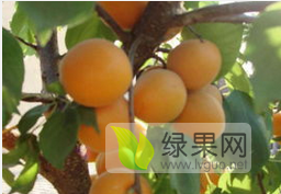 大荔：我家附近，有上百亩杏园，金太阳杏