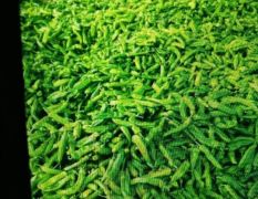 夏邑县万亩优质大棚辣椒，西瓜，大白菜，有机蔬菜。