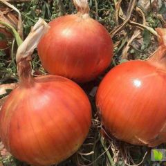 1200吨洋葱低价出售