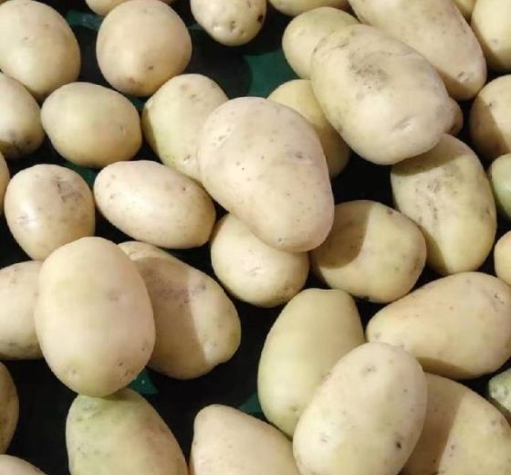 2019年内蒙古牙克石夏波蒂价格