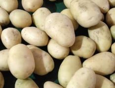 各种土豆，种子大量出售。