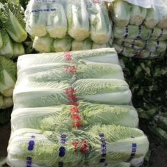 大量供应北京三号大白菜