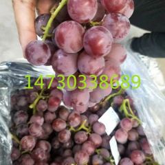 河北巨峰葡萄大量上市