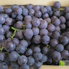 冷库巨峰葡萄红提葡萄开始出库大量出售