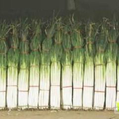 出售长白大葱和铁杆钢葱