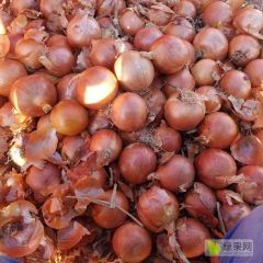甘肃黄皮洋葱开始出货中
