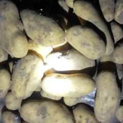 沽源县709土豆，张小云