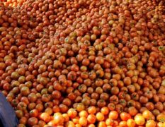 米易石头番茄大量上市