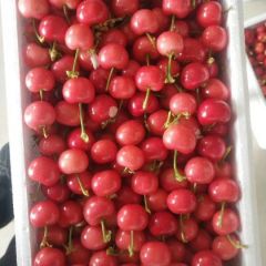 红灯美早大量上市，欢迎采购！！！！